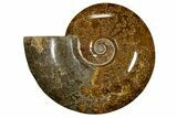 Polished, Agatized Ammonite (Cleoniceras) - Madagascar #323477-1